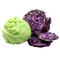 Wholesale fresh cabbage prices